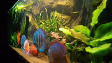 Aquarium Diskus )