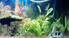 Aquarium eheim mp scubaline120