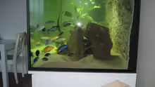 Aquarium Ein Stück Malawisee