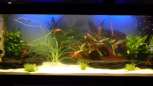 Aquarium eine neue Welt