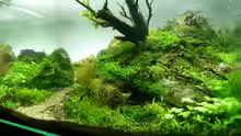 Aquarium Einst war das Chaos