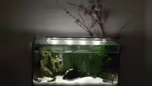 Aquarium Feng Shui