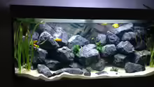 Aquarium First Malawitank