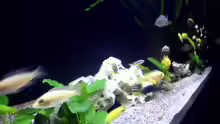 Aquarium Fisch-TV für meiner Tochter
