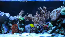 Aquarium Flev´s MeWa Tank
