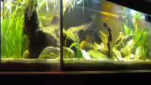 Aquarium Flusslauf Nur noch als Bsp.