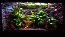Aquarium Frogtopia