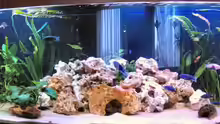 Aquarium front 3