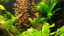Aquarium Garnelen