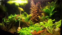 Aquarium Garnelen