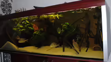 Aquarium Geophagus & Co