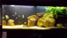 Aquarium Geophagus tapajos Biotop