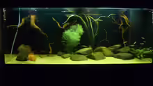 Aquarium Geophagus tapajos Biotop