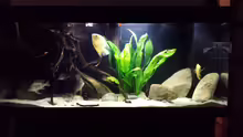 Aquarium Geophagus tapajos Biotop