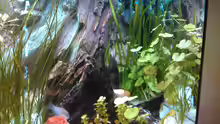 Aquarium Gesellschaftsbecken