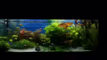 Aquarium green sansibar
