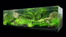 Aquarium Grüne Hügel