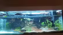 Aquarium Grüner Dschungel