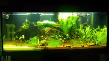 Aquarium Grüner Dschungel