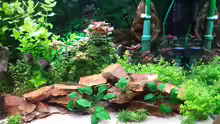 Aquarium GRÜNER VERSUCH