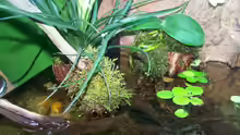 Aquarium Guppybach-Paludarium - einheimische Guppies