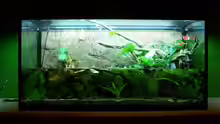 Aquarium Guppybach-Paludarium - einheimische Guppies