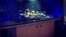 Aquarium Hauptansicht von Frank