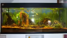 Aquarium Hauptansicht