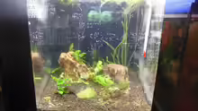 Aquarium Hauptansicht von 2. Versuch