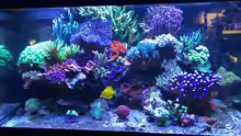 Aquarium Hauptansicht von 430l Riff mit Glasschrank