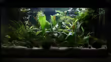 Aquarium Hauptansicht von 54l AQ
