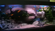 Aquarium Hauptansicht von 672L Mbuna Becken - nur noch als Beispiel -