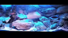 Aquarium Hauptansicht von 720 Liter Malawi