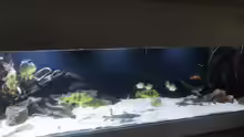 Aquarium Hauptansicht von Amazonas 4500l