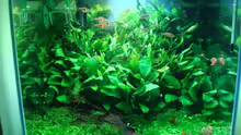 Aquarium Hauptansicht von Anubias nana world