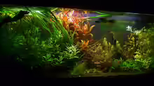 Aquarium Hauptansicht von Asian Dream