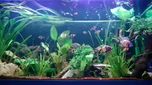 Aquarium Hauptansicht von BarschBecken