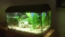 Aquarium Hauptansicht von Becken 10031