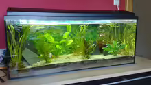 Aquarium Hauptansicht von Becken 10052