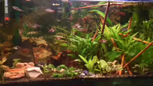Aquarium Hauptansicht von Becken 10229