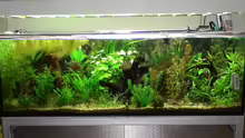 Aquarium Hauptansicht von Becken 10375