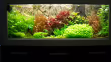 Aquarium Hauptansicht von Becken 10440