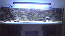 Aquarium Hauptansicht von Becken 10621