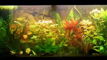 Aquarium Hauptansicht von Becken 10793