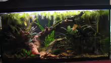 Aquarium Hauptansicht von Becken 11114
