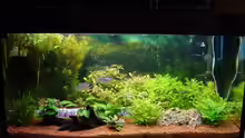Aquarium Hauptansicht von Becken 1235
