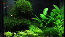 Aquarium Hauptansicht von Becken 12359
