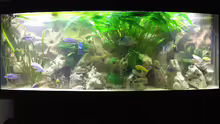 Aquarium Hauptansicht von Becken 1261