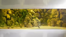 Aquarium Hauptansicht von Becken 1350