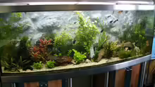 Aquarium Hauptansicht von Becken 1387